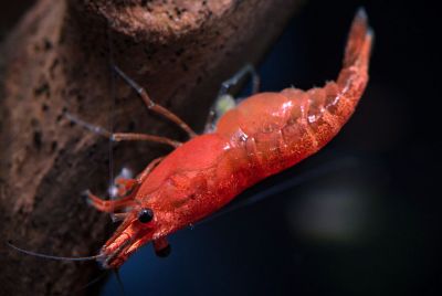 Neocaridina davidi var. Red Sakura Garnele