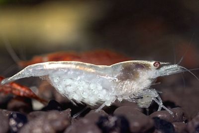 Neocaridina palmata White Rearl Garnele