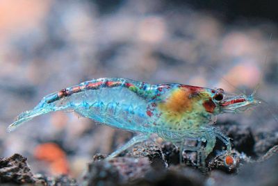 Neocaridina davidi var. Blue Jelly Garnele