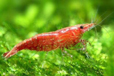 Neocaridina davidi var. Red Cherry Garnele