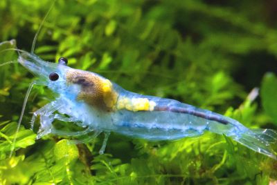 Neocaridina davidi var. Blue Jelly Garnele