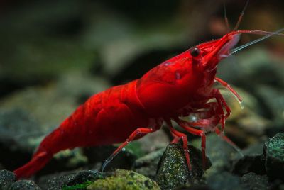 Neocaridina davidi Bloody Mary Garnele
