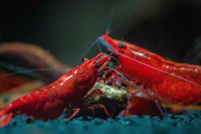 Neocaridina davidi Bloody Mary Garnele