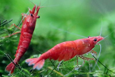 Neocaridina davidi var. Red Sakura Garnele