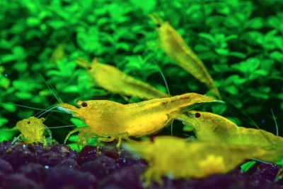 Neocaridina davidi var. Yellow Fire Garnele