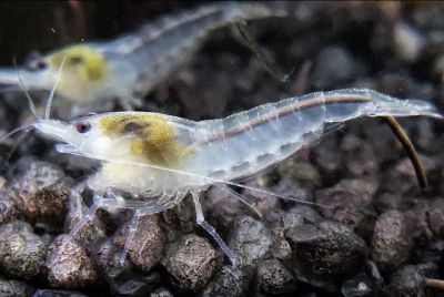 Neocaridina palmata White Rearl Garnele