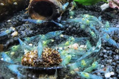 Neocaridina davidi var. Blue Jelly Garnele