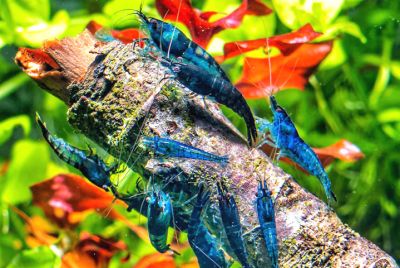 Blue Dream Garnele - Neocaridina davidi