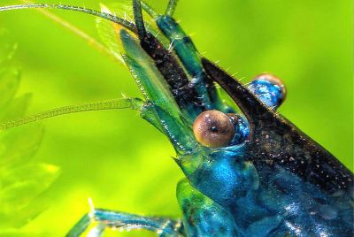Blue Dream Garnele - Neocaridina davidi