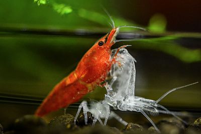 Neocaridina davidi var. Red Sakura Garnele