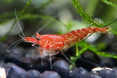Neocaridina davidi var. Red Cherry Garnele