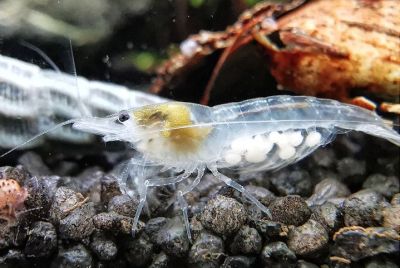 Neocaridina palmata White Rearl Garnele