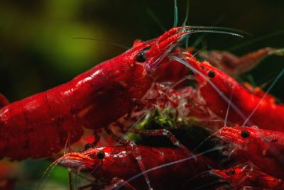 Neocaridina davidi Bloody Mary Garnele