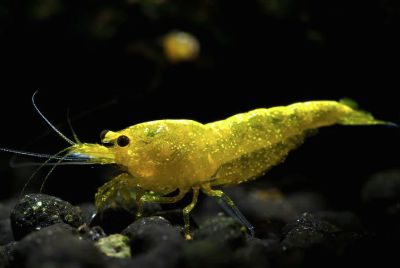 Neocaridina davidi var. Yellow Fire Garnele