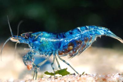 Blue Dream Garnele - Neocaridina davidi
